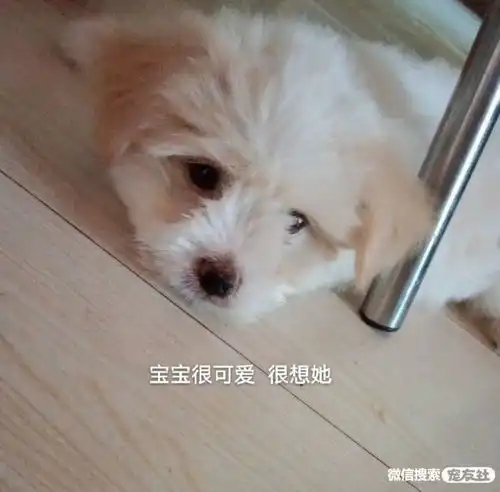寻狗启事寻猫启示宠物走失寻宠信息20220803宠友社
