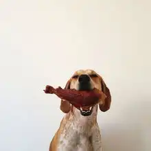 摄影师爱犬当模特搞笑卖萌

