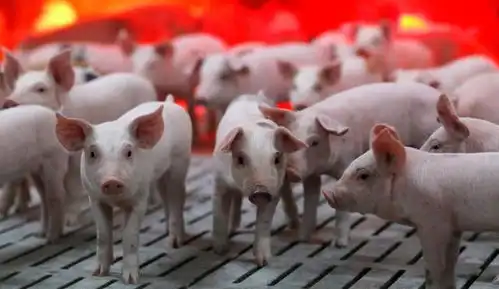 花20亿收购12家养猪场,高盛发誓要让每一个中国人吃上转基因肉

