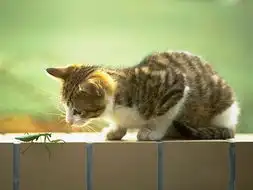 搞笑可爱猫猫大集合36p假如我是一只猫
