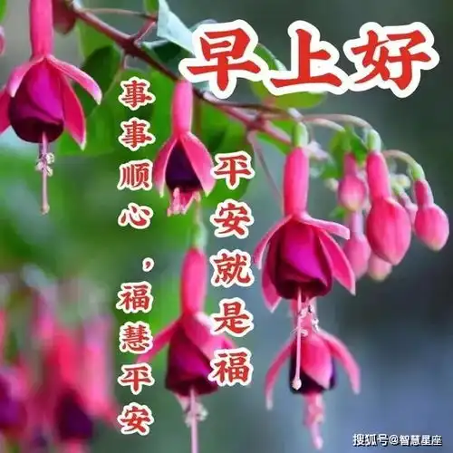 8张最新漂亮秋日早安问候动态鲜花创意唯美秋日早上好问候动态图片鲜花带字
