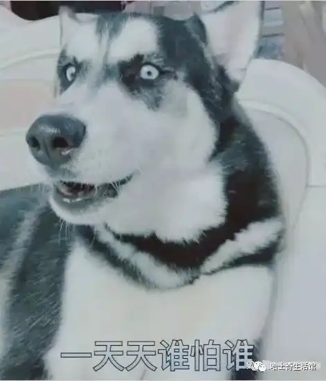 女主人不给二哈肉干,哈士奇的表情包,全在这里
