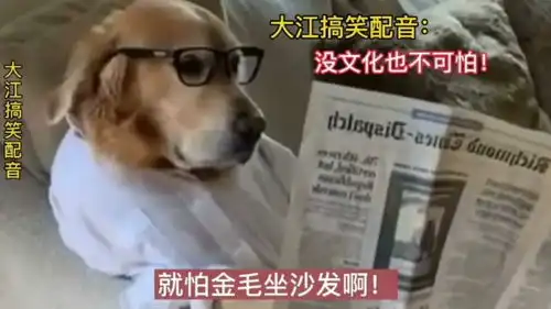 大江搞笑配音没文化也不可怕就怕金毛坐沙发
