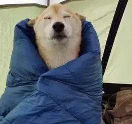 冬天宠物御寒的小妙招,看完我服了
