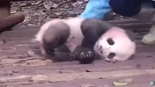 这一脸睡不醒的样子好萌好有趣一起来看

