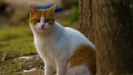 公猫
