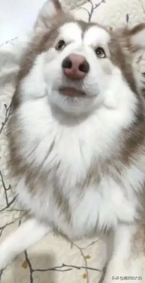 爆笑动图是猴子出了轨,还是狗子变了心
