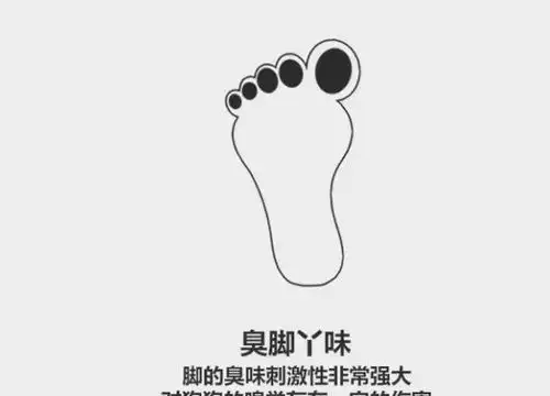59秒冷盘点花露水味会刺激狗狗搞不好驱狗效果比驱蚊还好
