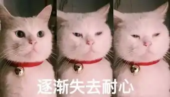 真香警告那些年说不许养猫的父母,现在都怎样了

