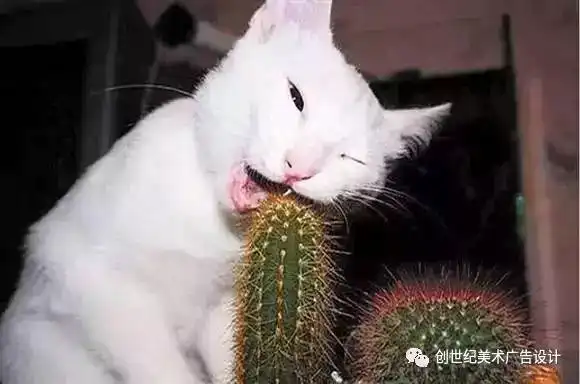 我是嫂子叫来通下水道的
