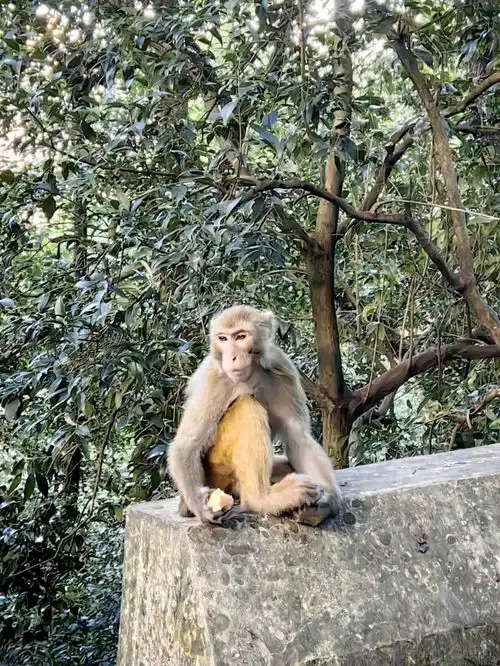 黔灵山公园怎么玩怎么看到野生猴子
