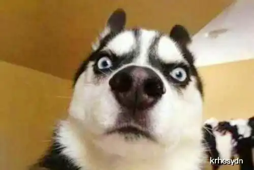 对主人极其不忠诚的四种狗狗,二哈上榜,快看看有你家狗狗吗
