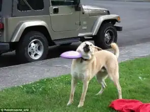 国外网友争相晒爱犬搞笑照片
