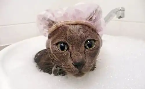 猫咪出浴也太卡哇伊了吧
