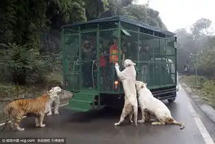 重庆猛兽爬上观光车抢食游客尖叫8230998旅游图片库大视野
