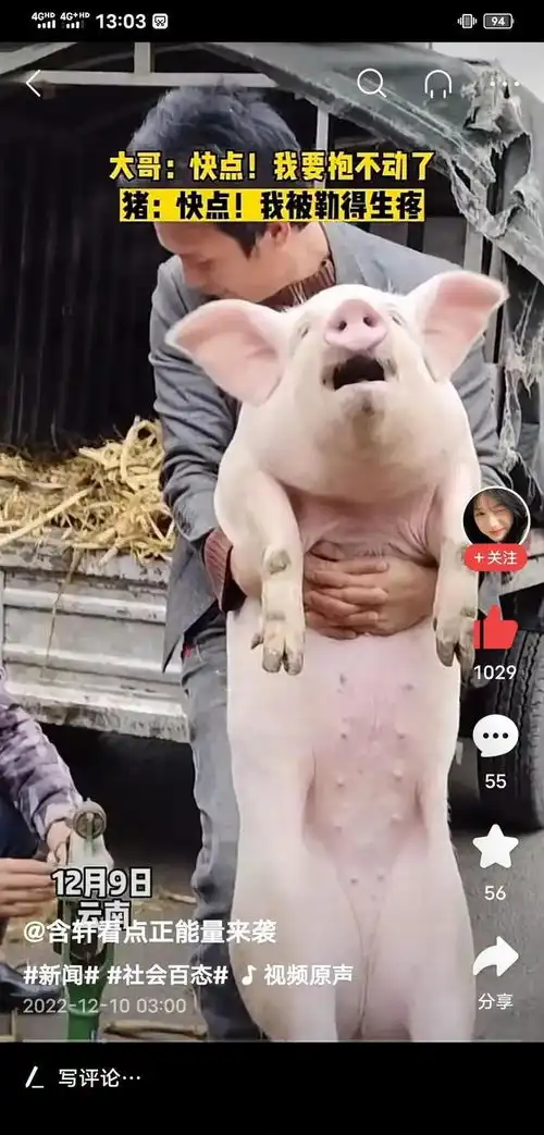 搞笑,男子抱猪一起称重,结果猪被勒的直翻白眼男子累的面红耳赤
