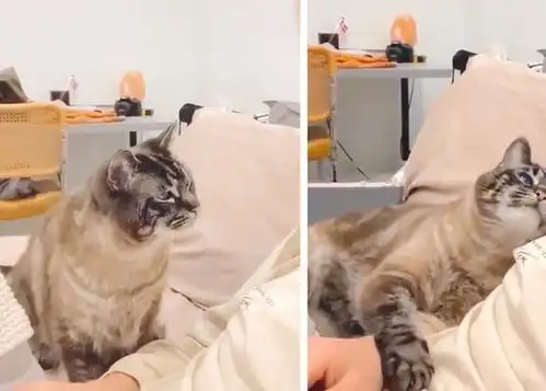 18张猫咪搞笑图片,像不像你和你家猫相爱相杀的日常,扎心了
