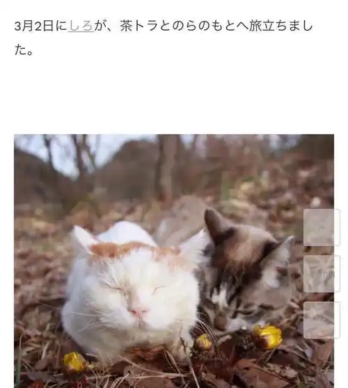 猫叔去世,我们的头像终究还是走了

