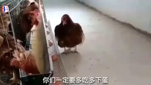 鸡大哥出场,像极了包工头啊
