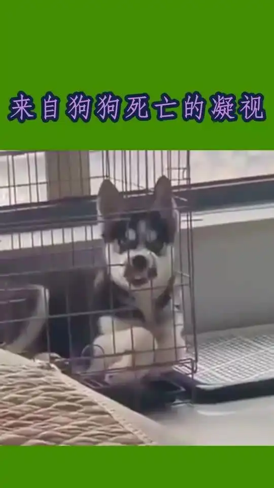 搞笑动物,狗,死亡的凝视
