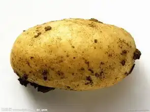 超市里,两个妇女在买菜其中一个拿起一个土豆和我老公的一样哇这么大不,这么脏
