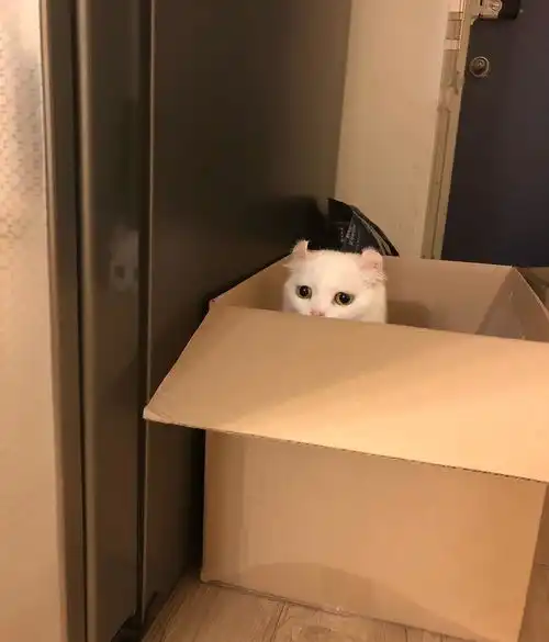 人晚上睡觉后,猫都在做什么
