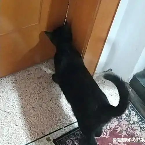 寻狗启事寻猫启示宠物走失寻宠信息20220803宠友社
