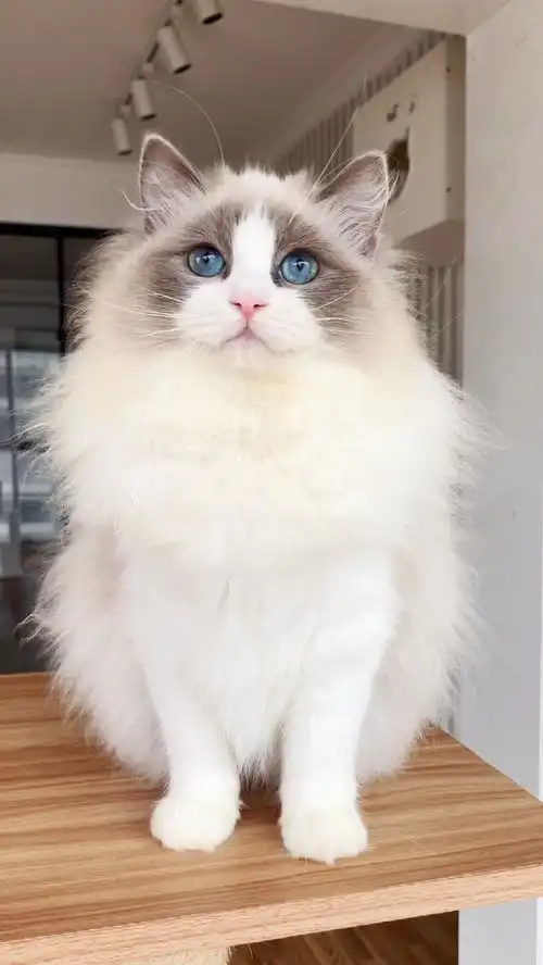 现在的布偶猫都没有市场了吗
