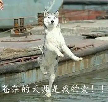 二哈搞笑图片表情带字哈士奇表情图片重磅来袭
