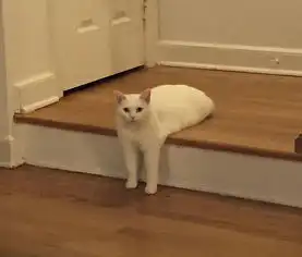 猫咪奇异姿势被玩坏网友疯狂ps组图
