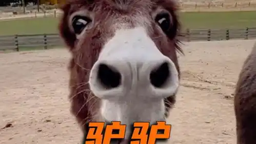 小倔驴,艾特你的小倔驴朋友神奇动物在抖音搞笑反转
