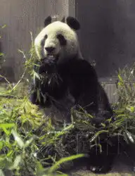 大熊猫抵日比力略显紧张仙女吃饱就睡
