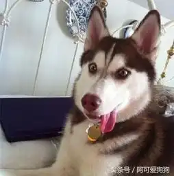 你见过正常的哈士奇吗在哪,什么时候
