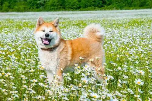 点击来源直接获取大图文件秋田犬幼犬站在绿色的田野上摄影搞笑狗狗高清大图
