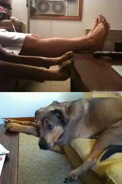 狗狗模仿秀搞笑图片
