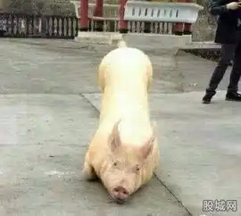 一头猪跑到寺院跪拜是想求菩萨保佑不被宰杀
