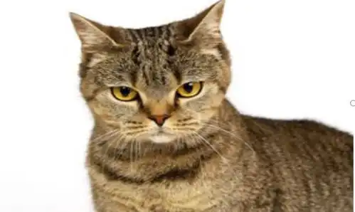 你确定是你在养猫咪,而不是猫咪在养你吗
