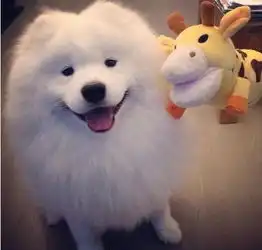 微笑天使萨摩耶胖胖哒萌萌哒
