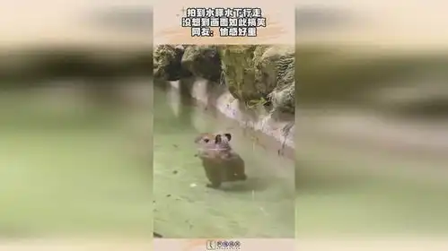 拍到水豚水下行走,没想到画面如此搞笑,网友偷感好重
