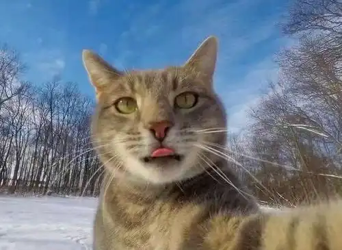 猫咪和狗狗的图片搞笑可爱我们彼此相爱就是为民除害
