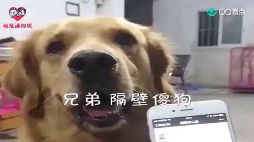 搞笑萌宠二哈敢骂主人二百五,主人找来金毛,结果你忍住别笑

