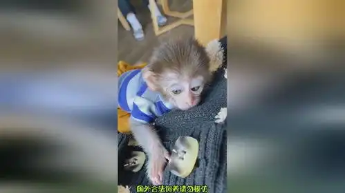 好可爱的小家伙萌娃猴子搞笑
