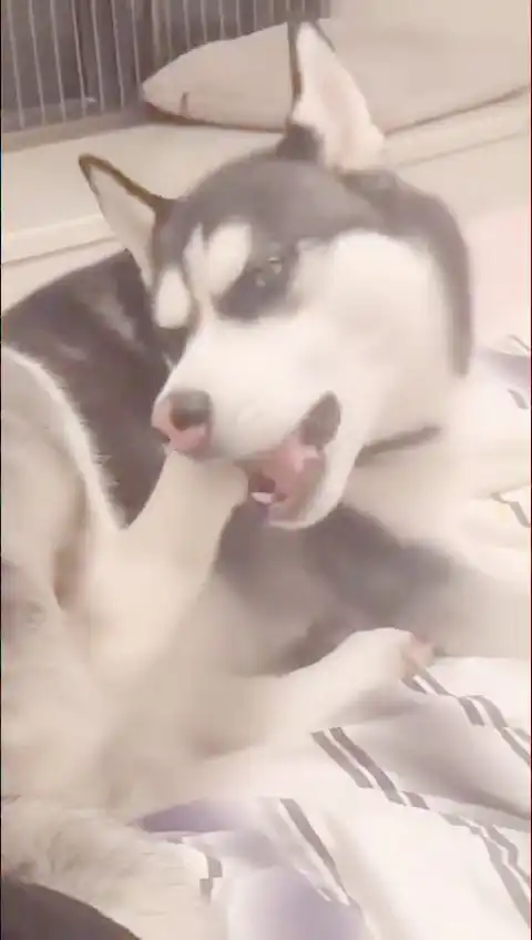 这是多长时间没吃肉了
