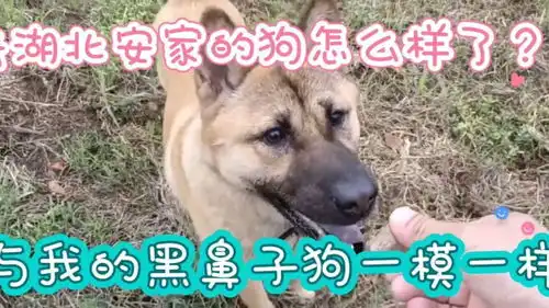 去湖北安家的两只田园犬怎样了多像我现在的狗王黑鼻子
