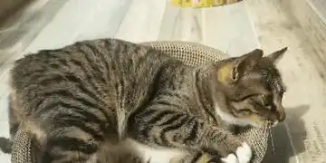 通人性的四种猫,养一只,算你捡到宝
