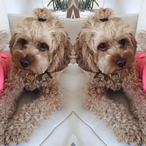 当狗狗爱上丸子头
