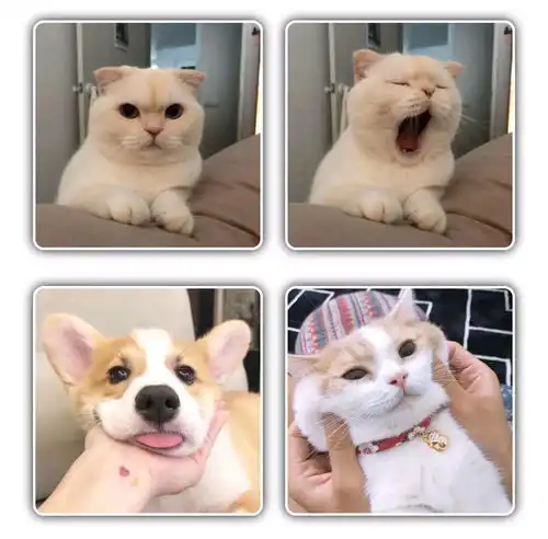 猫咪情侣头像可爱,动物情侣头像,狗狗情侣头像搞怪,狗狗情头,柴犬情头,柴犬可爱头像情侣,猫咪情侣头像可爱,猫猫的情侣头像,猫猫情侣头像无水印,猫咪情侣头像无水印
