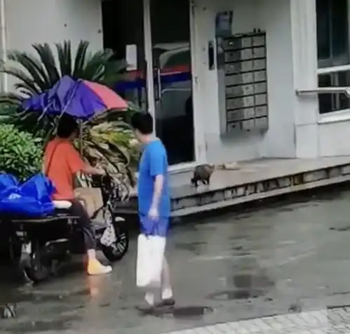 上海一男子当着猫妈妈的面踩踏跺死猫咪幼崽,凶残行径令人发指
