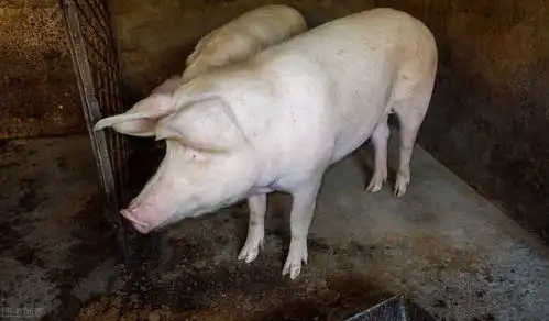 猪吃食后呕吐带粘液是怎么了猪一吃东西就吐粘液是什么原因
