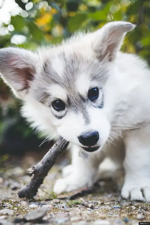 狗棒小狗动物宠物犬动物摄影图片图片壁纸动物摄影图片图片壁纸
